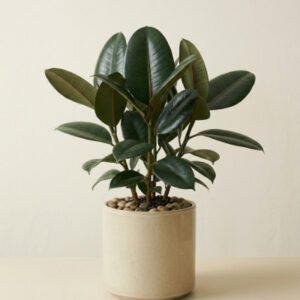 Rubber Plant