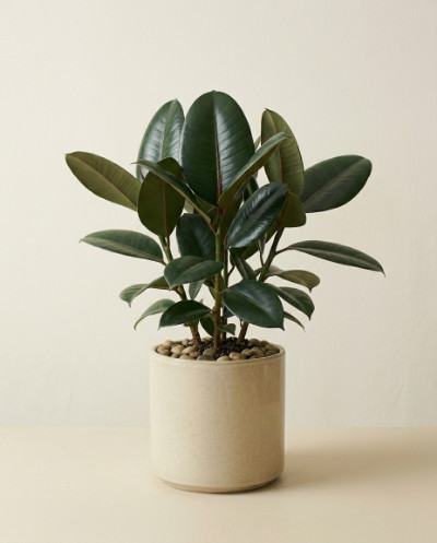 Rubber Plant