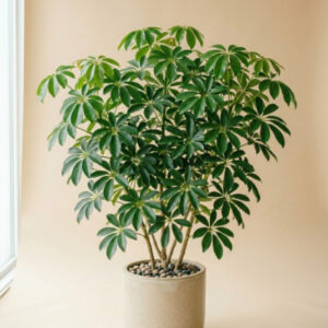 Schefflera