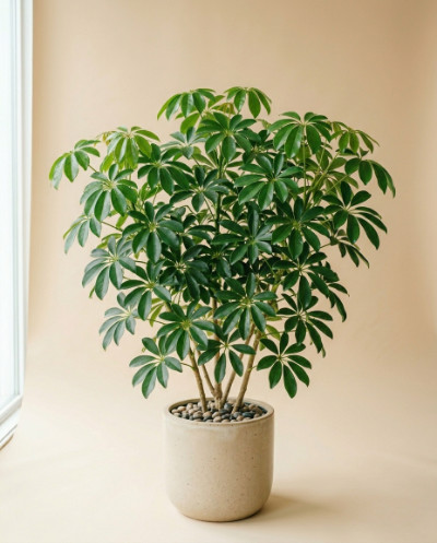 Schefflera