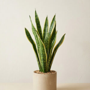 Snake Plant