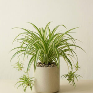 Spider Plant