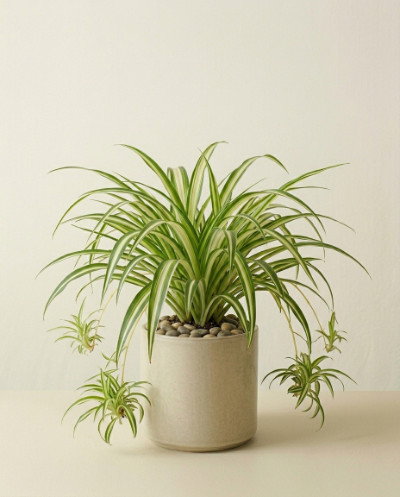 Spider Plant