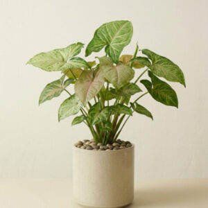 Syngonium