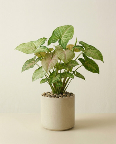 Syngonium