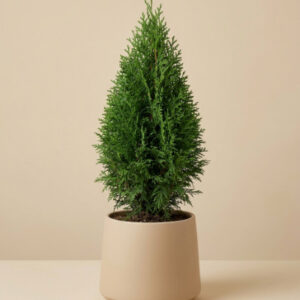 Thuja