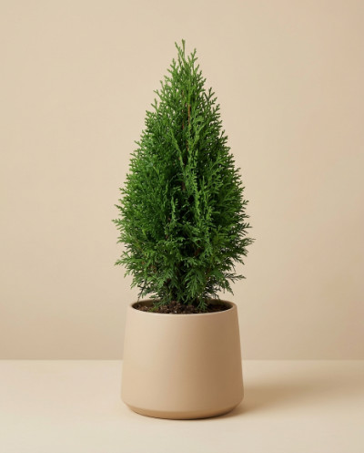 Thuja