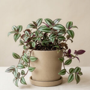 Tradescantia