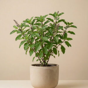 Tulsi Plant