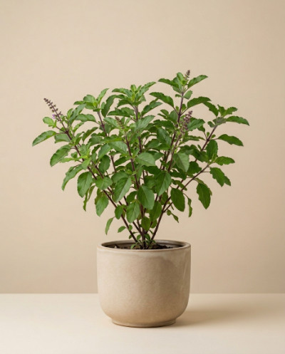Tulsi Plant