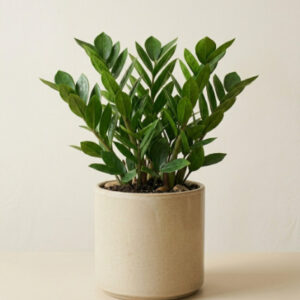 ZZ Plant