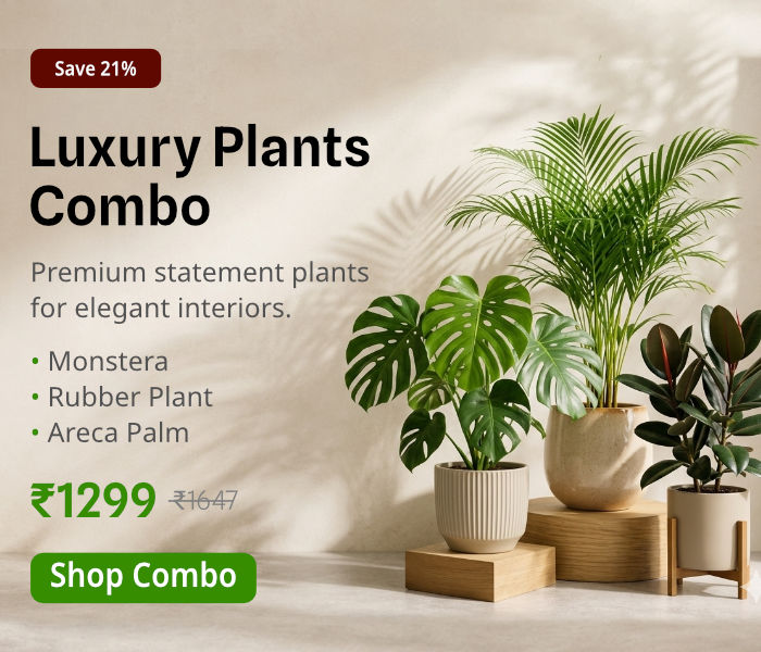combo_1 indoor
